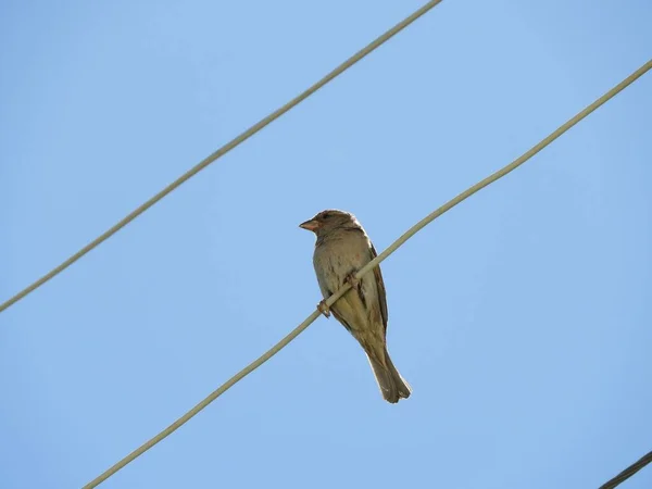 Seekor Burung Pipit Biasa Bertengger Atas Kawat Listrik — Stok Foto