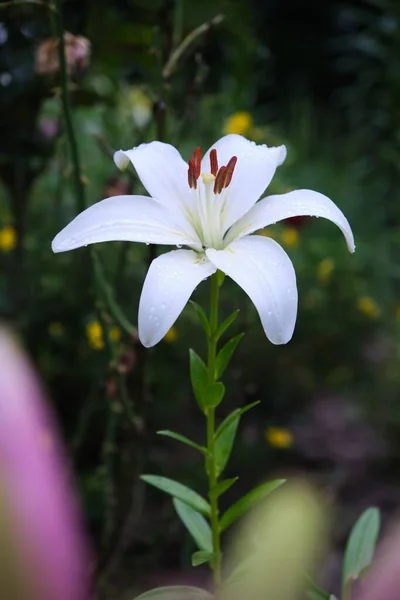 Bílá Lilie Květina Zahradě — Stock fotografie