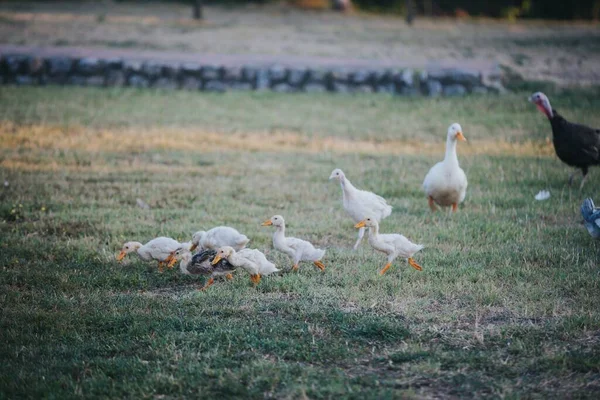 Groupe Canards Marchant Sur Champ — Photo