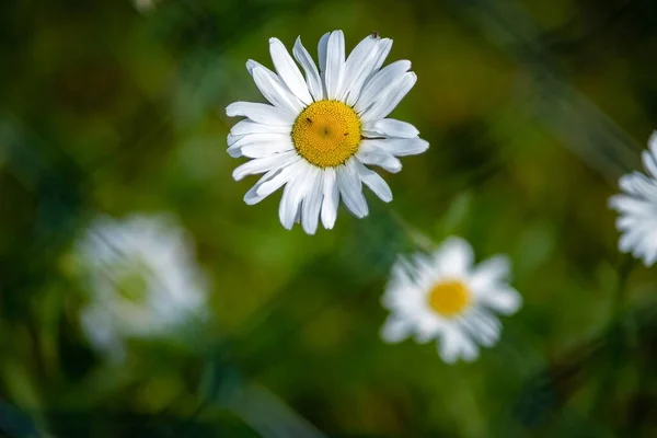 Ein Flacher Fokus Schöner Kamillenblüten Einem Garten — Stockfoto