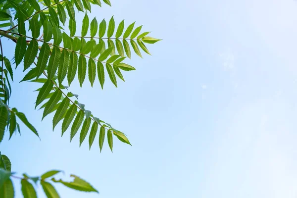 Nízký Úhel Záběru Větví Stromů Zelenými Listy Proti Modré Obloze — Stock fotografie