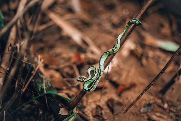 Ceylon Pit Viper Crawling Twig Jungle Sri Lanka — Stock Photo, Image