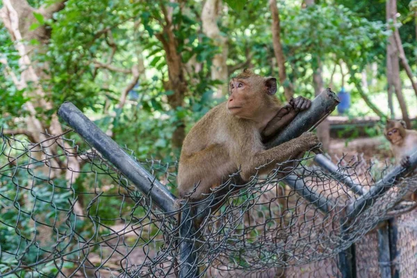 Primo Piano Scimmie Allo Zoo Phnom Tamao Cambogia — Foto Stock