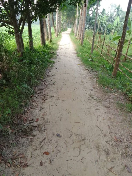 緑の木と低木の間の歩道の垂直ショット — ストック写真