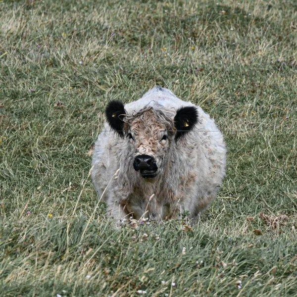 Bétail Galloway Blanc Dans Champ — Photo