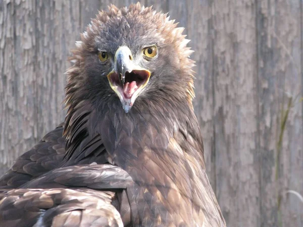 Closeup Shot Golden Eagle Aquila Chrysaetos Open Beak Flashing Yellow — Stock Photo, Image