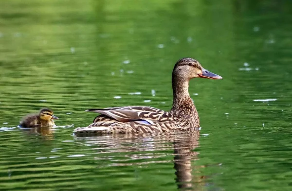 Une Vue Belle Femelle Colvert Canard Sur Une Rivière — Photo