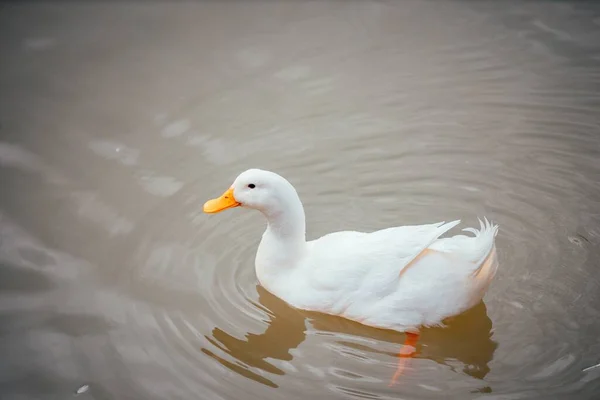 Eine Weiße Amerikanische Pekin Ente Schwimmt Großaufnahme Auf Einem Gewässer — Stockfoto