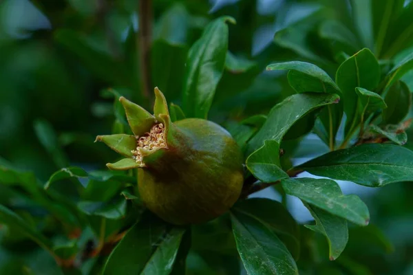 Organic Pomegranate Tree Blurred Background Copy Space — Foto de Stock