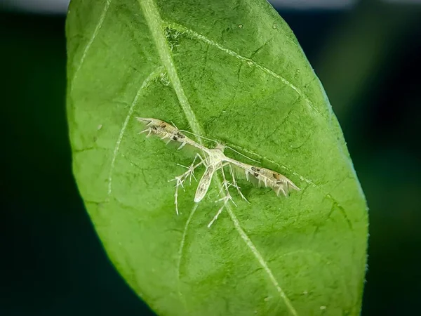 Ein Federfalter Pterophoridae Auf Einem Blatt — Stockfoto