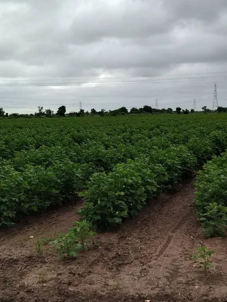 Cultivo Algodón Indio Forma Campo —  Fotos de Stock