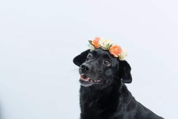 Primer Plano Adorable Perro Negro Con Una Hermosa Corona Flores —  Fotos de Stock
