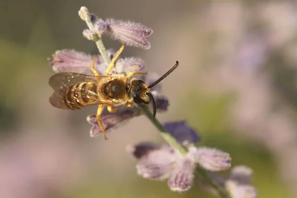 Closeup on a male great banded furrow-bee, Halictsu scabiosae , on purple Russian sage, Perovskia yangii, flowers