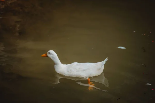 Eine Weiße Amerikanische Pekin Ente Schwimmt Auf Einem Gewässer — Stockfoto