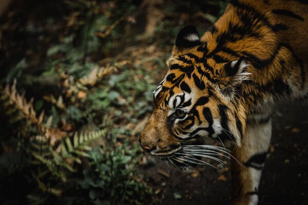 A closeup of Sumatran tiger roaming the jungle