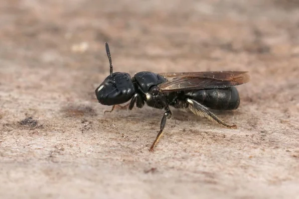 Detailed Closeup Black Small Carpenter Bee Ceratina Cucurbitina Sitting Piece — Stock Photo, Image