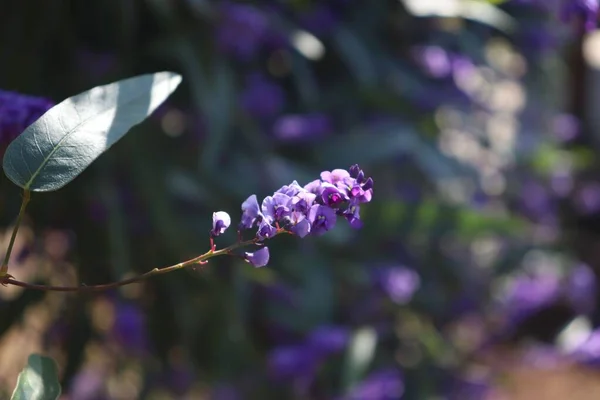 Güzel Mor Bir Çiçeğin Yakın Çekimi — Stok fotoğraf