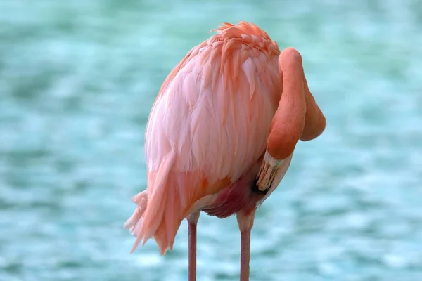Rosa Flamingo Hand Sina Fjädrar Mot Bakgrund Ljusblått Vatten Närbild — Stockfoto
