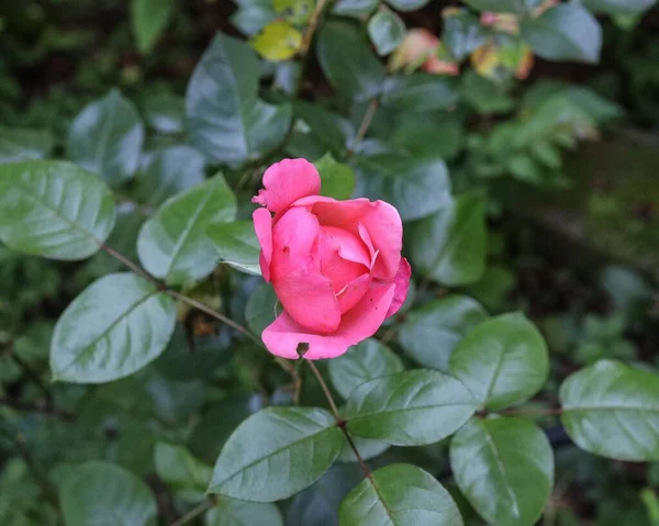 Een Closeup Van Een Rose Strand Steeg Groeiend Binnen Tuin — Stockfoto