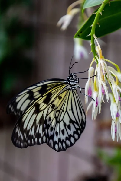 Tiro Vertical Uma Borboleta Preto Branco Sentado Uma Flor Branca — Fotografia de Stock