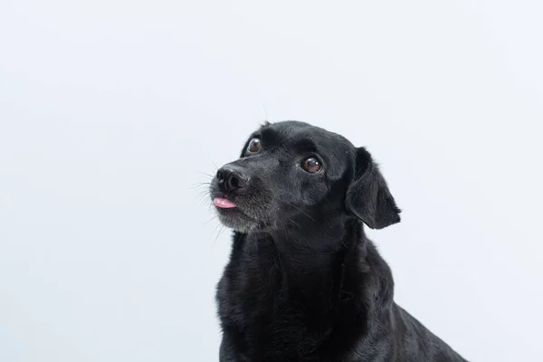 Closeup Adorable Black Dog White Background — Stock Photo, Image