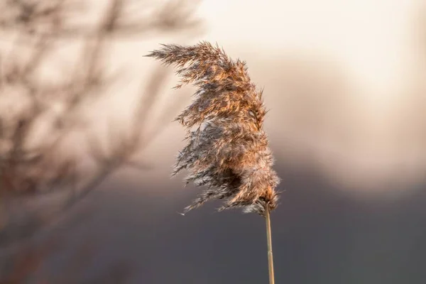 Nahaufnahme Einer Zuckerrohrsorte Gattung Saccharum Die Auf Einem Feld Wächst — Stockfoto