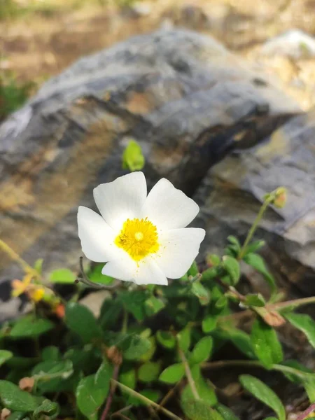Вертикальный Неглубокий Снимок Белого Цветка Сальвии Саду — стоковое фото