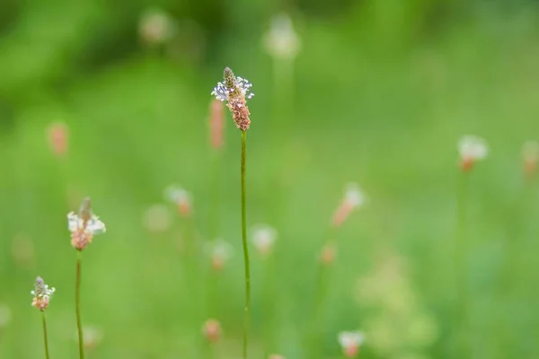 Detailní Záběr Malé Ribwort Plantain Květina Zeleném Poli Rozmazaným Pozadím — Stock fotografie