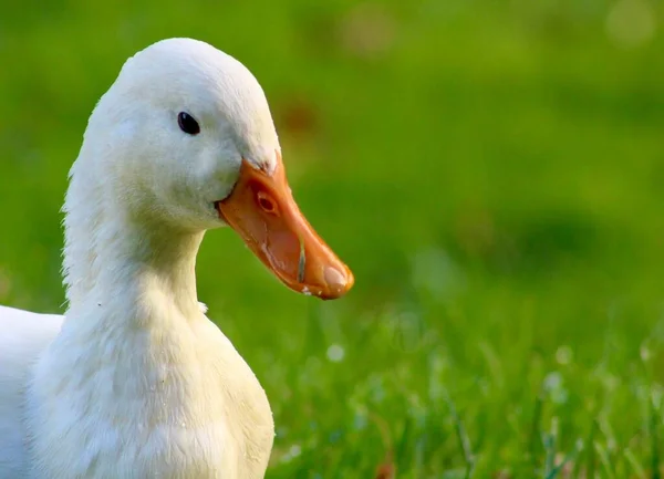 Tiro Perto Pato Branco Com Bico Laranja Campo — Fotografia de Stock