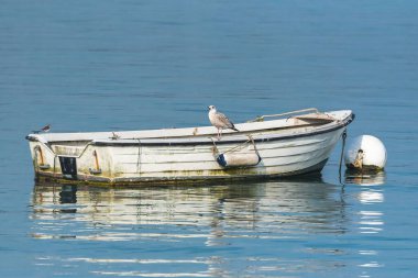 A white and red row boat, in Brittany, traditional ship in the Morbihan gulf