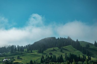 Güneşli bir günde köknar ağaçları ve dağlardan oluşan dağlık bir arazi.