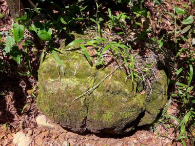 Güneş ışığı altında yerde kocaman yosunlu bir kaya.