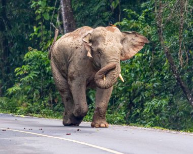 Tayland 'ın Khao Yai Ulusal Parkı' ndaki vahşi bir fil ana yolda yiyecek ararken dolaşır..