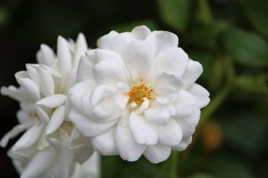 Çok güzel taç yaprakları olan beyaz bir çiçek.