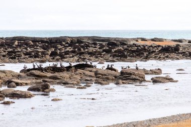 Bir kuş sürüsü berrak gökyüzünün altında, suyun içinde taşların üzerinde duruyor.