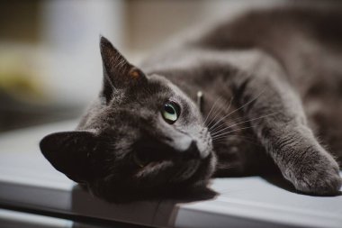 Tembel bir kara kedinin yakın çekimi.