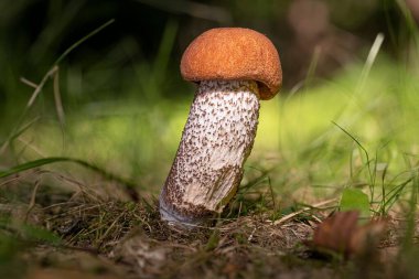 Taze kırmızı kaplama skaler saplı mantar (Leccinum aurantiacum)
