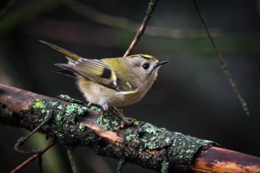 Goldcrest kuşunun ağaç dalındaki makrosu.