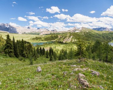 Alberta, Kanada 'da çamlı güzel bir manzara.