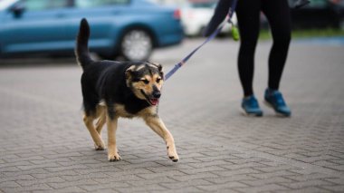 Siyah kahverengi bir köpek tasması kaldırımda yürüyor.