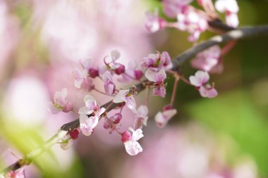 Bahçesinde çiçek açan bir kızılcık ağacının seçici odak noktası.