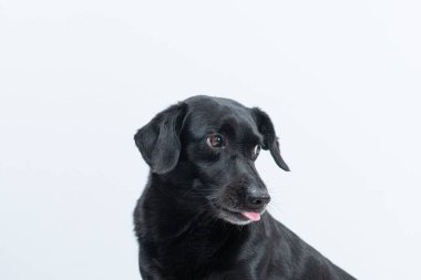 Beyaz bir arka planda sevimli siyah bir köpeğin yakın çekimi.