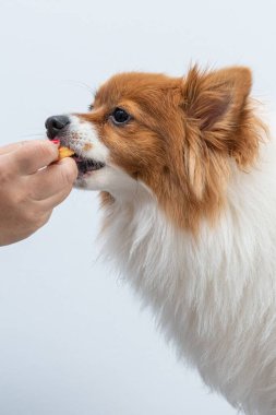 Spitz köpeğinin beyaz bir arka planda bir insanın elinden bir ziyafet yerken dikey görüntüsü.