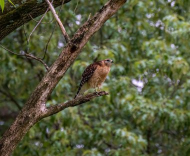 Bir ağaç dalına tünemiş bir şahinin yakın plan çekimi.