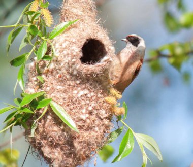 A closeup shot of a Eurasian penduline tit (Remiz pendulinus) perched on its nest