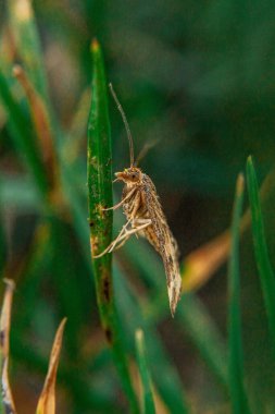Yeşil çimlerin üzerine tünemiş sıradan bir güve resmi.