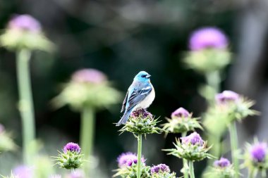 Bahçedeki bir çiçeğe tüneyen renkli bir kuş.