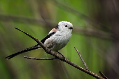 A macro of a Long-tailed Tit bird on a tree branch