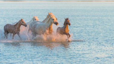 At, suda çalışan güzel vahşi Camargue içinde atlar.