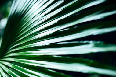 Parlak, yeşil, uzun ve soyut bitkilerin güneş ışığı altında çekilmiş yakın çekimi.